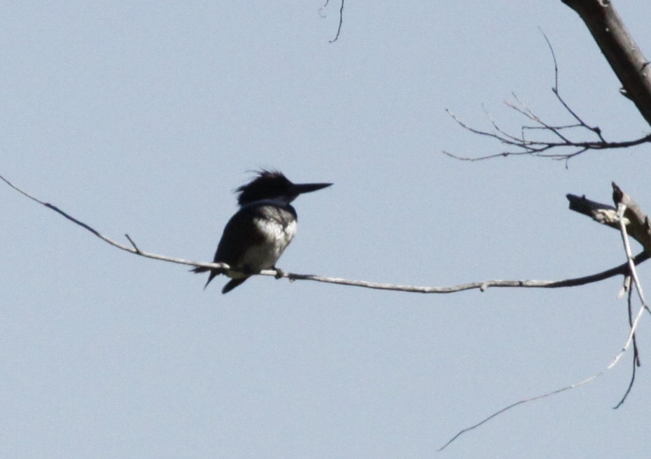 Belted Kingfisher - Ron Friesz