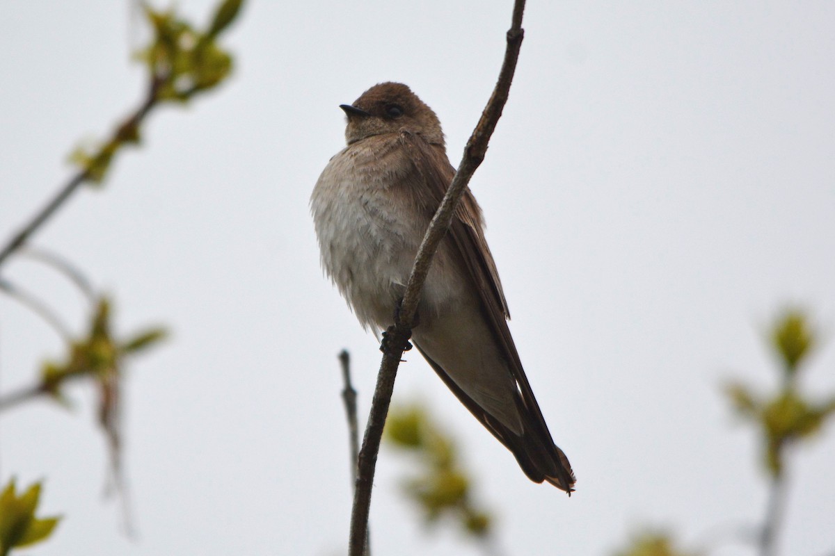 Northern Rough-winged Swallow - Steve Mierzykowski
