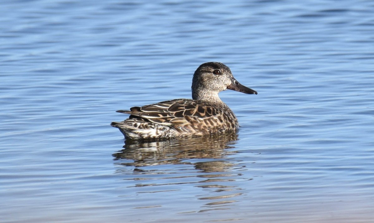 Green-winged Teal - ML565711411