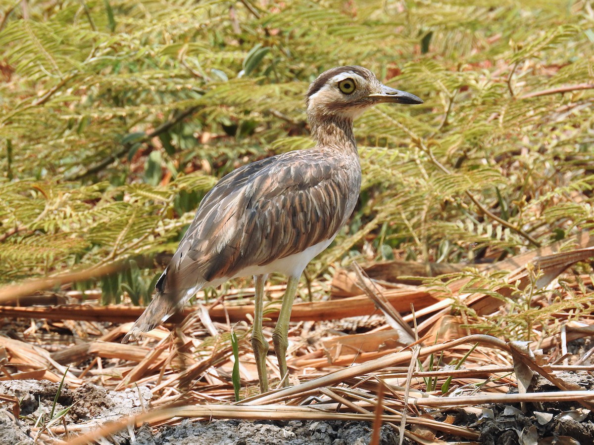 Double-striped Thick-knee - ML565718181