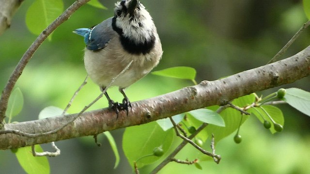 Blue Jay - Vermont eBird