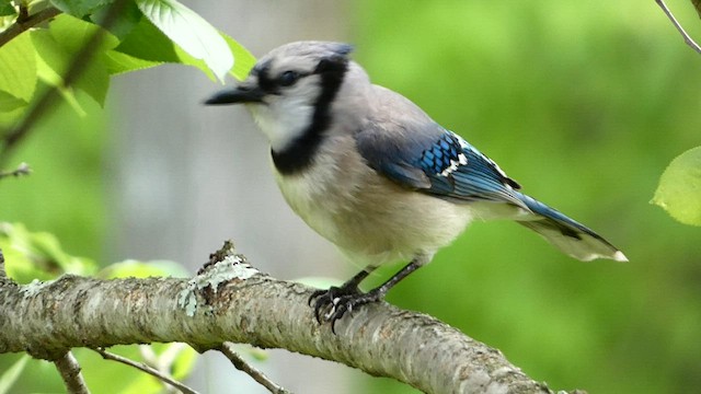 Blue Jay - Vermont eBird