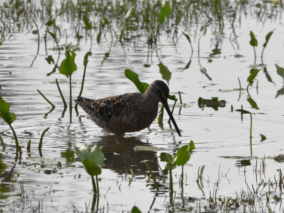 Long-billed Dowitcher - ML565722901