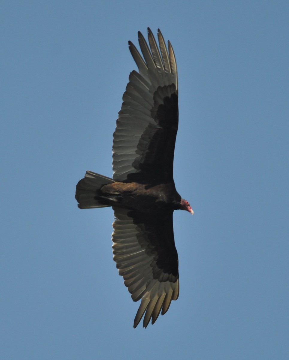 Turkey Vulture - ML565724441