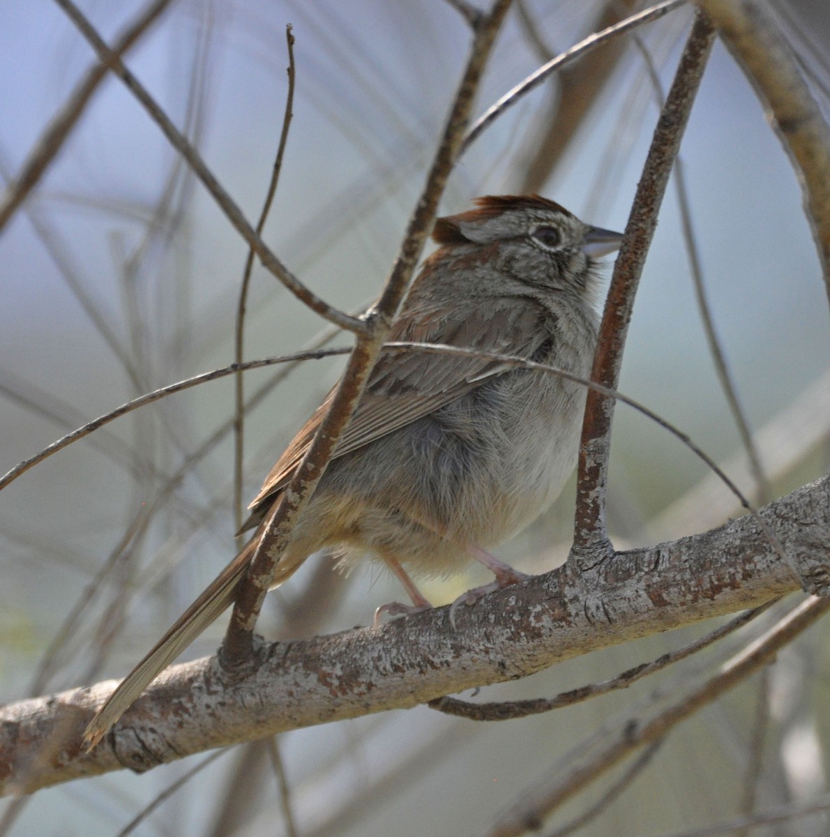 Rufous-crowned Sparrow - ML565725051