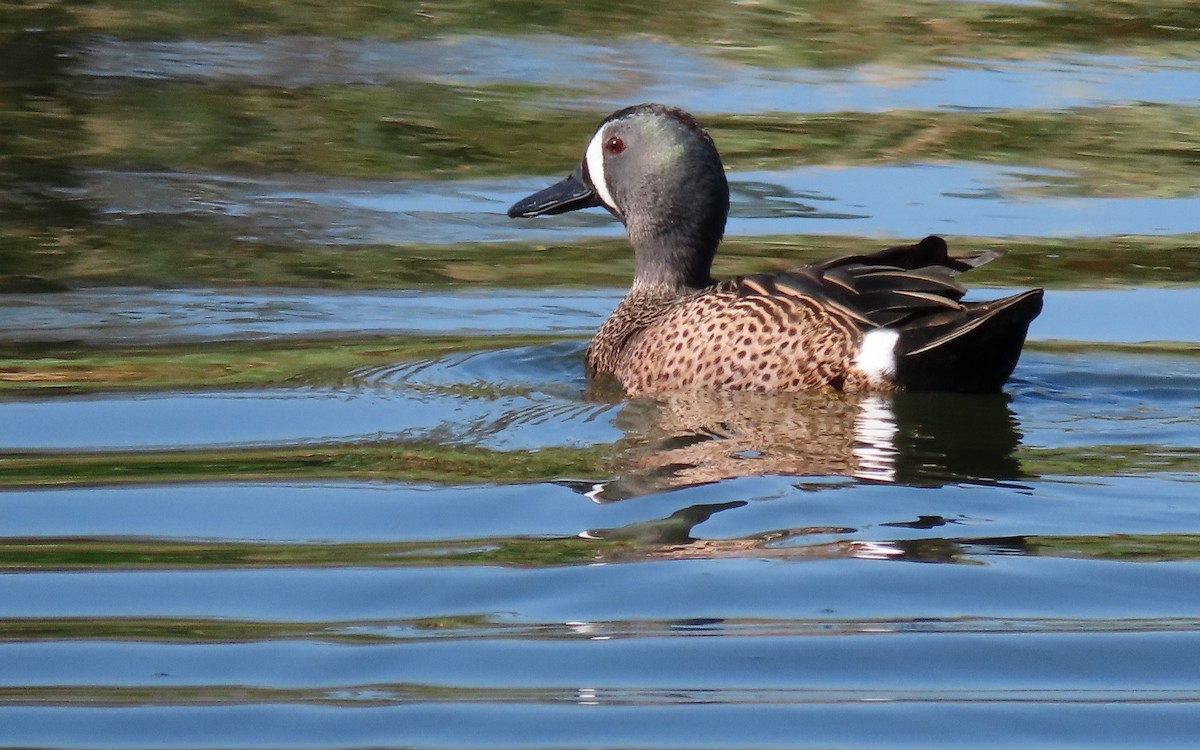 Blue-winged Teal - ML565726281