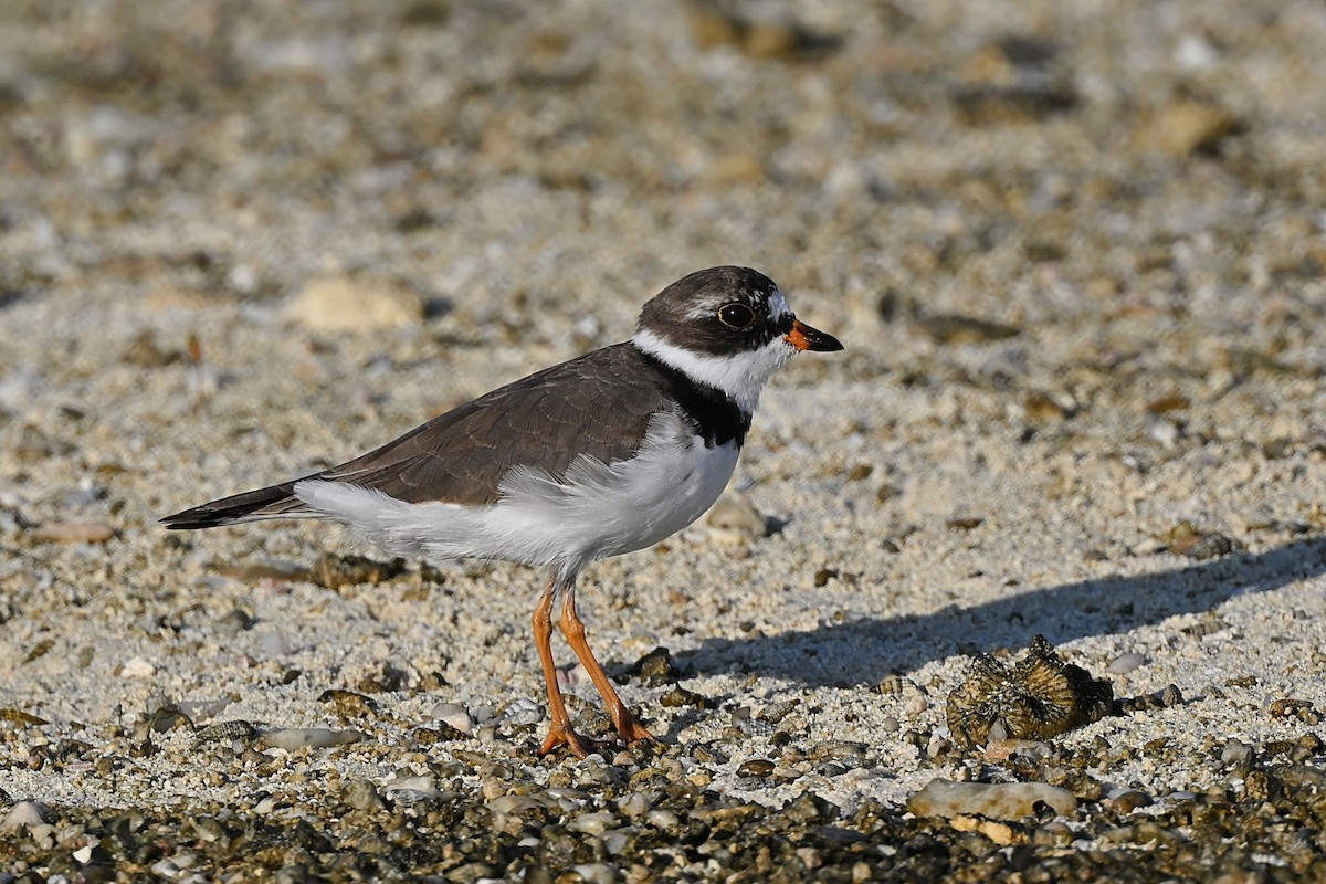 Semipalmated Plover - ML565729401