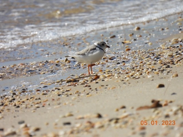 Piping Plover - ML565732121