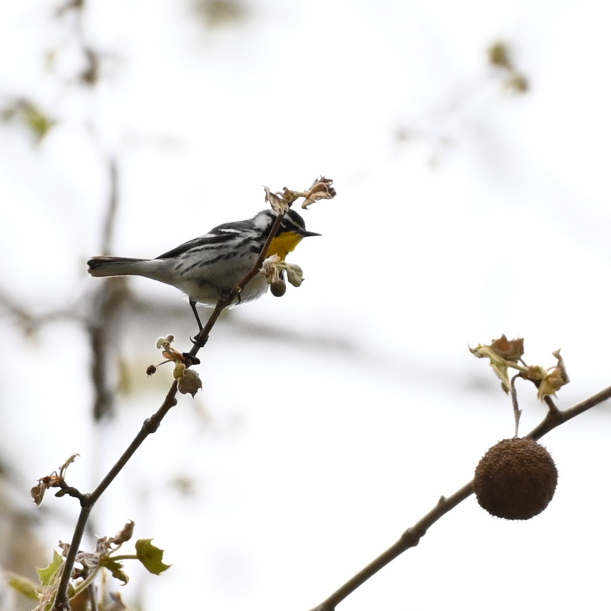 Yellow-throated Warbler - Geoff Winningham