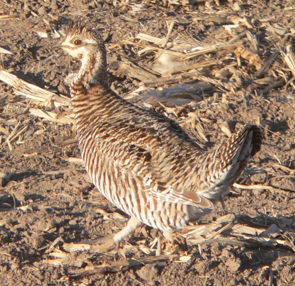 Greater Prairie-Chicken - William Flack