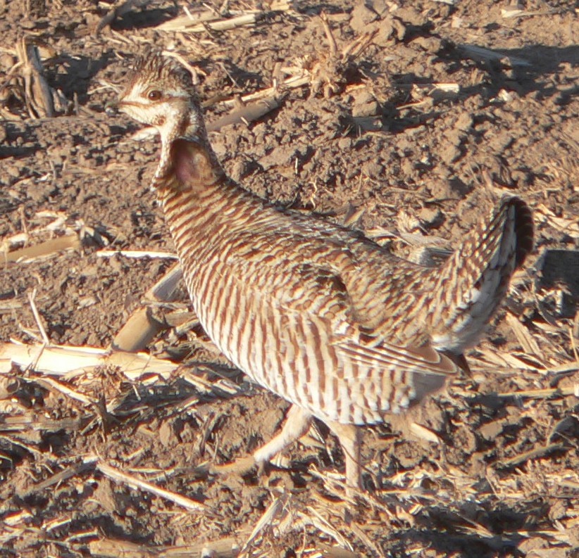 Greater Prairie-Chicken - William Flack