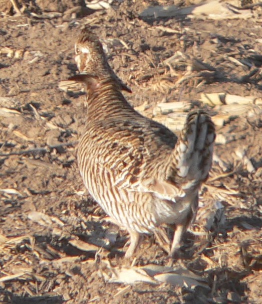 Greater Prairie-Chicken - ML565735071