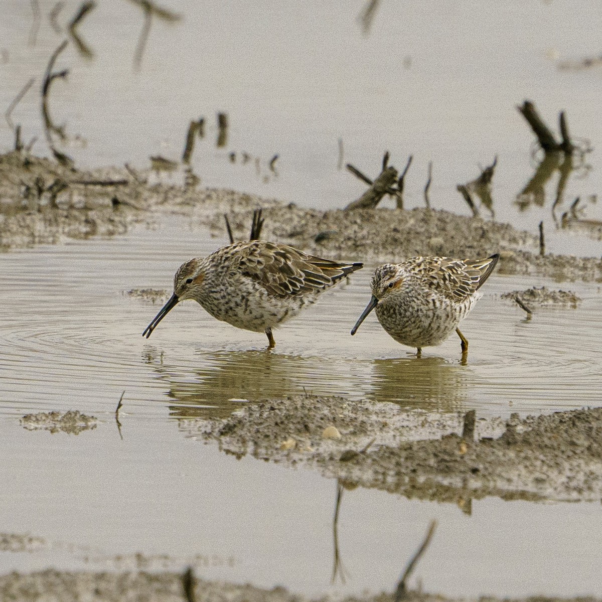 eBird Checklist 28 Apr 2023 piping plover location 5 species