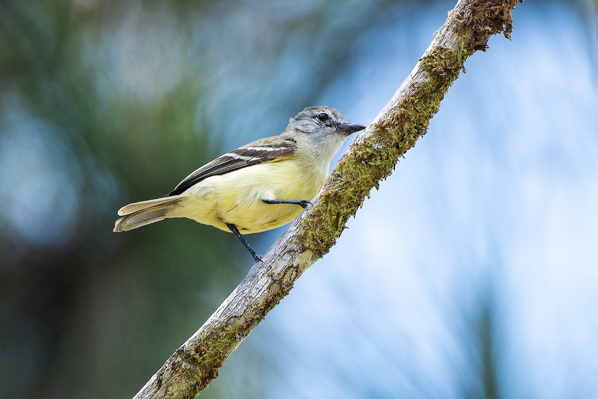 Yellow-crowned Tyrannulet - ML565735171