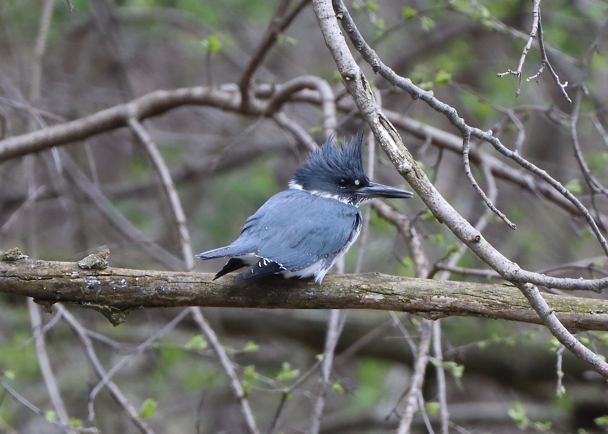 Belted Kingfisher - ML565739751