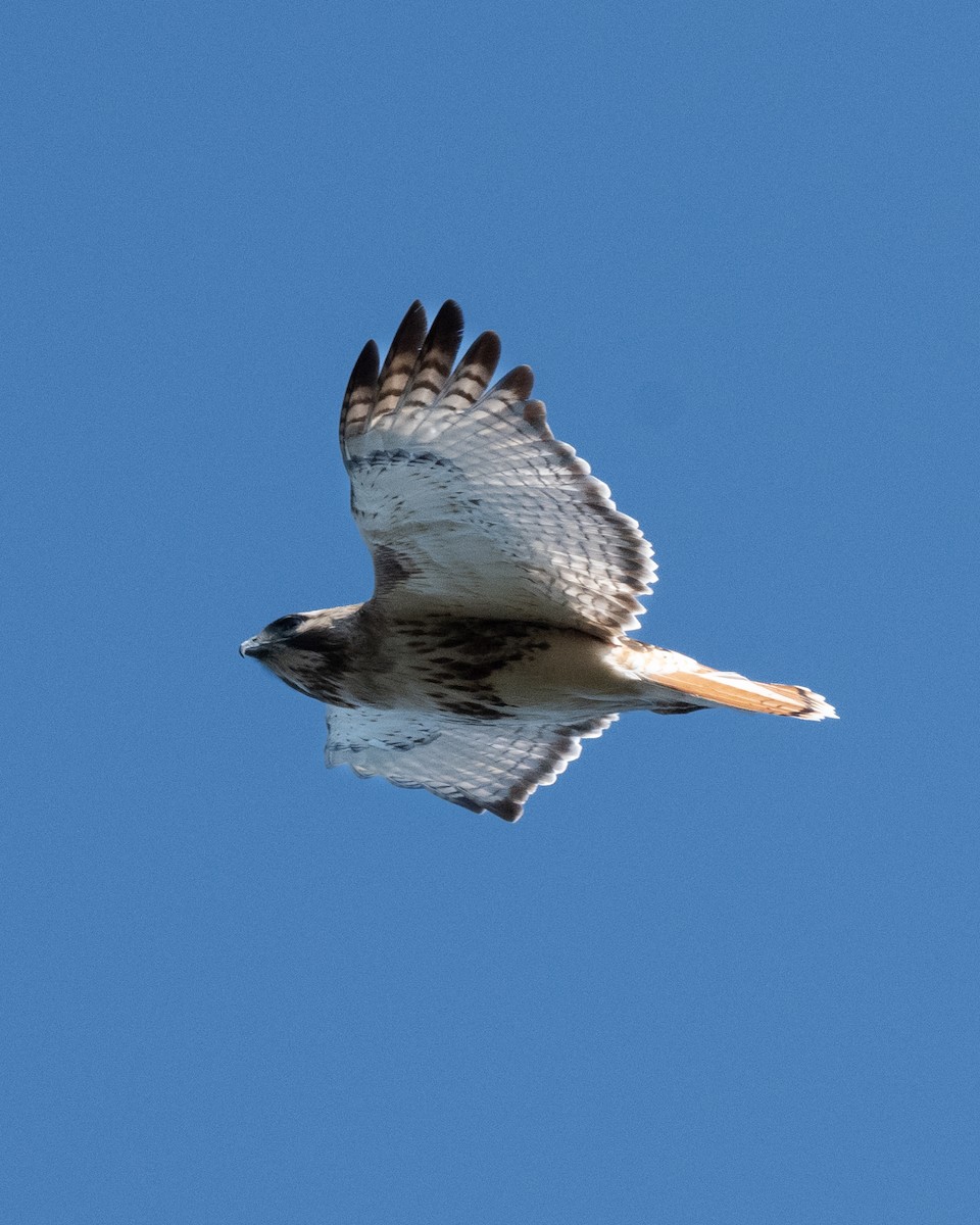 Red-tailed Hawk - ML565743211