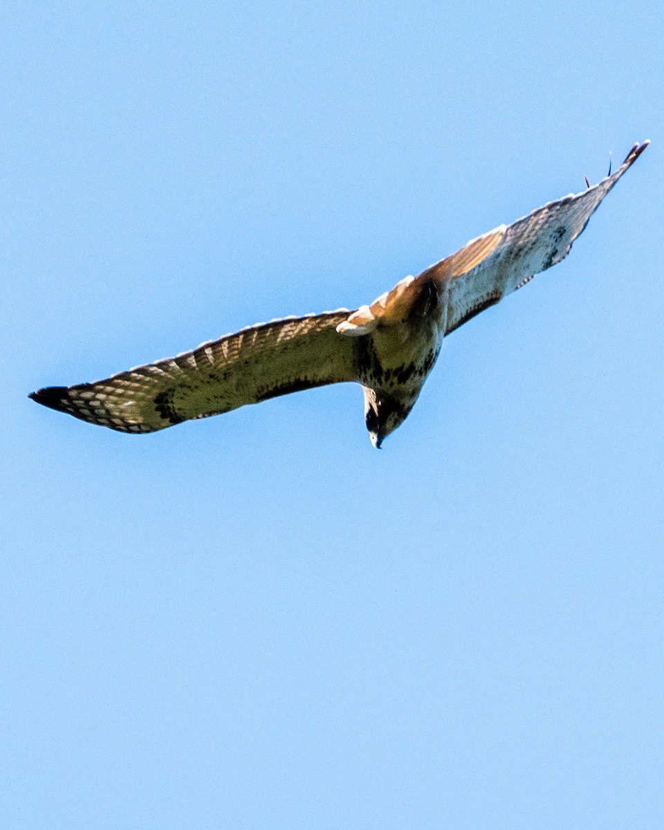 Red-tailed Hawk - ML565743221