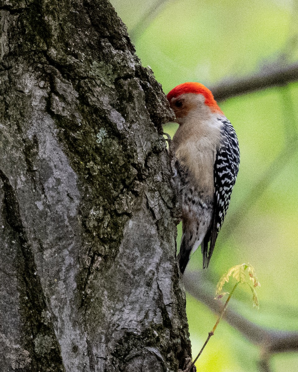 Red-bellied Woodpecker - Peter Rosario