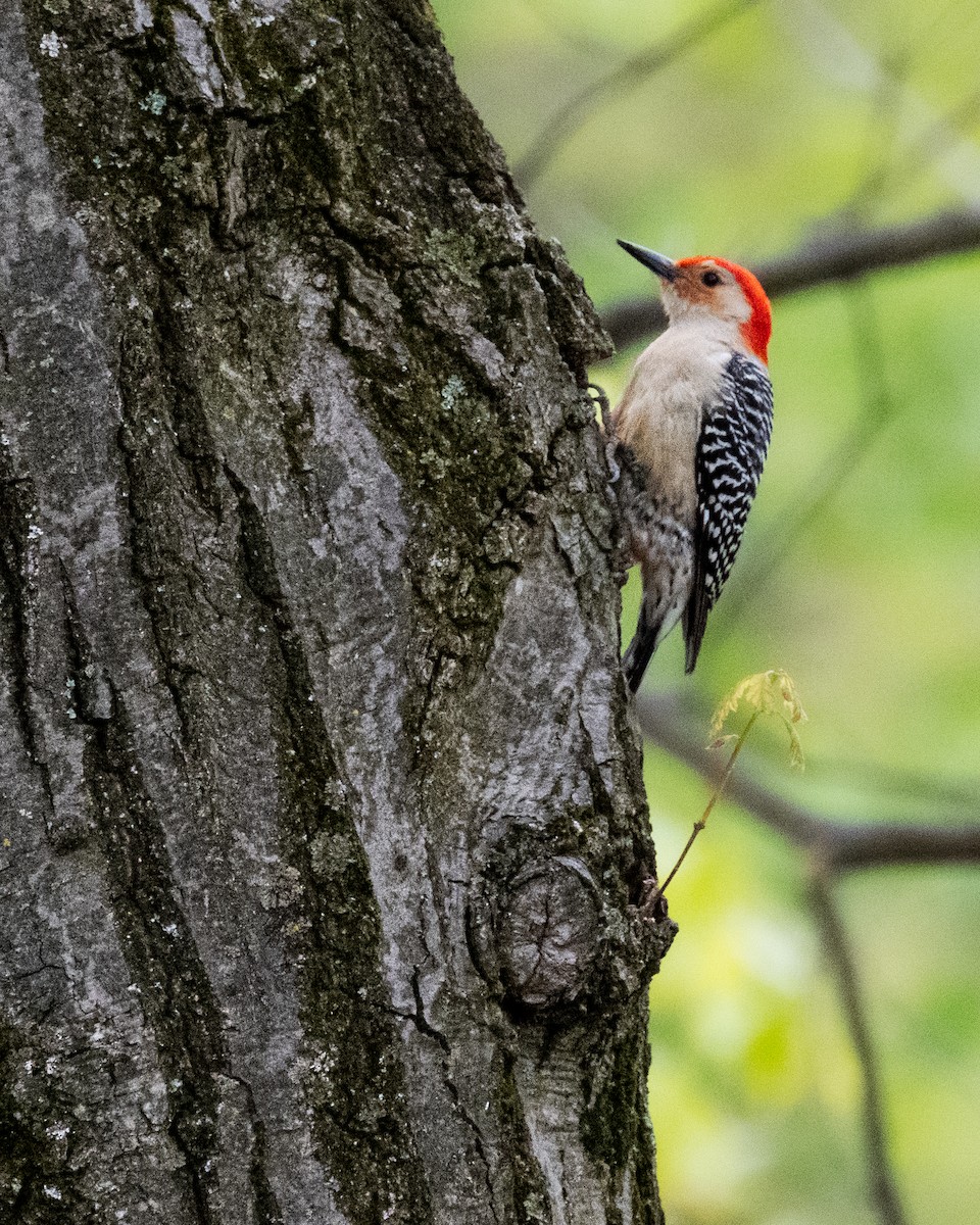 Red-bellied Woodpecker - ML565743681