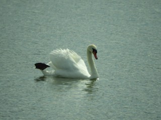 Mute Swan, ML565750871