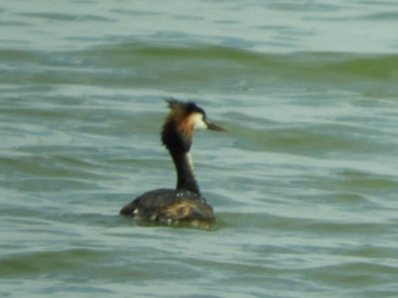 Great Crested Grebe - ML565751691
