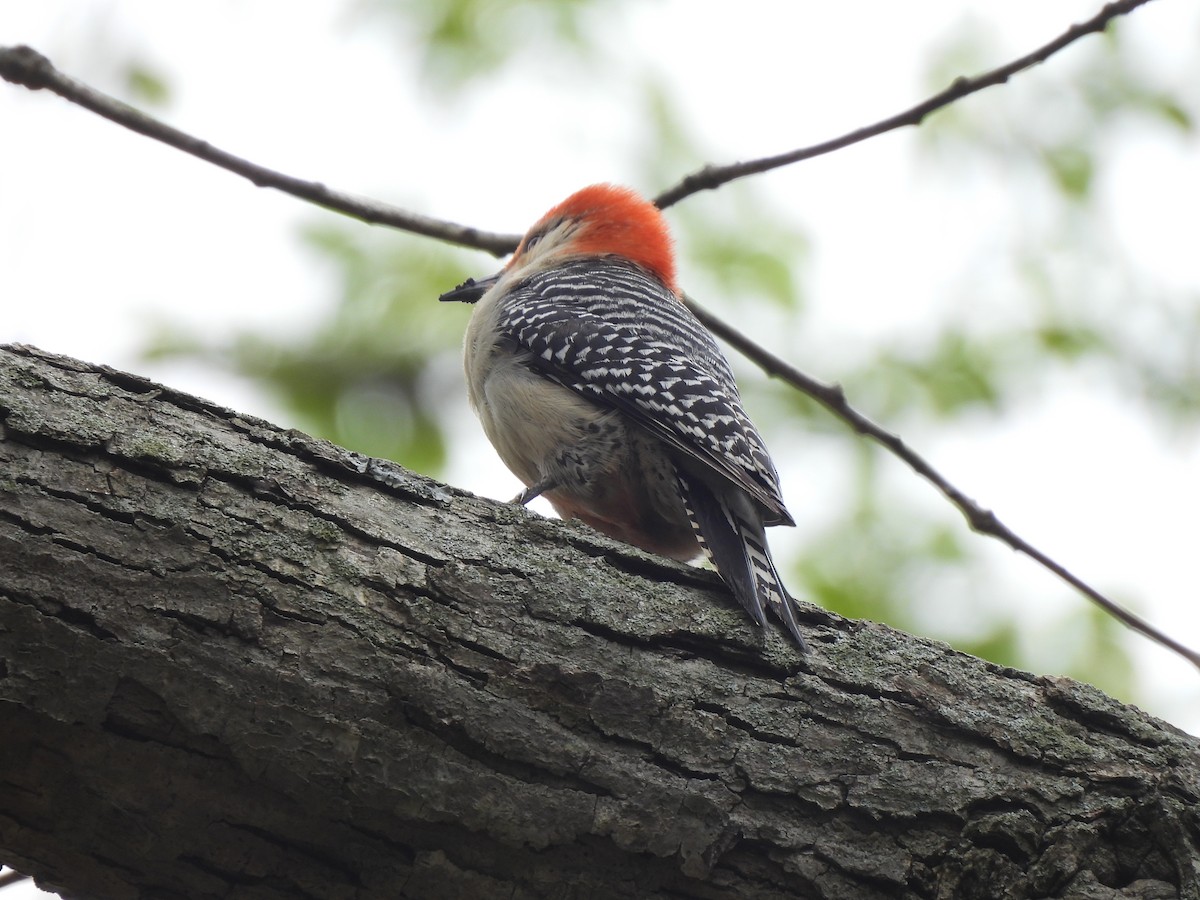 New York Breeding Bird Atlas Checklist - 1 May 2023 - Hempstead Lake SP ...