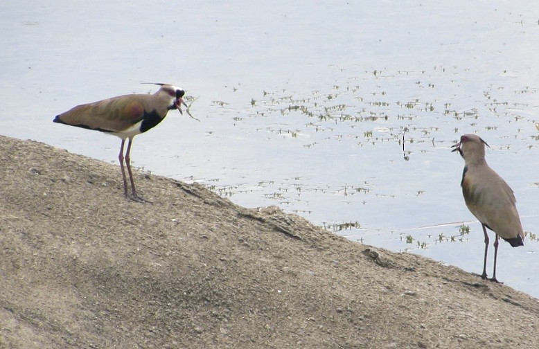 Southern Lapwing - Anderson León Natera