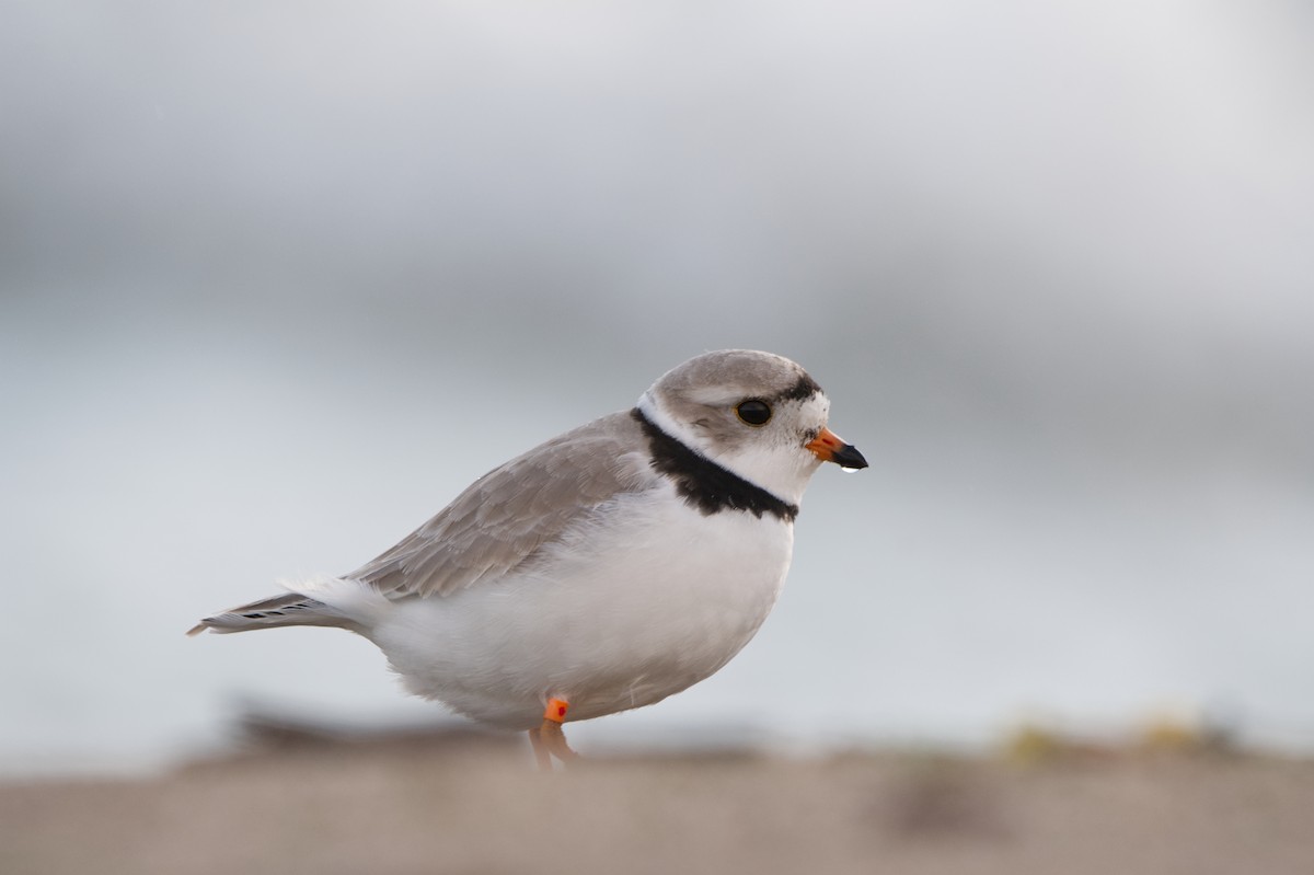Piping Plover - ML565765771