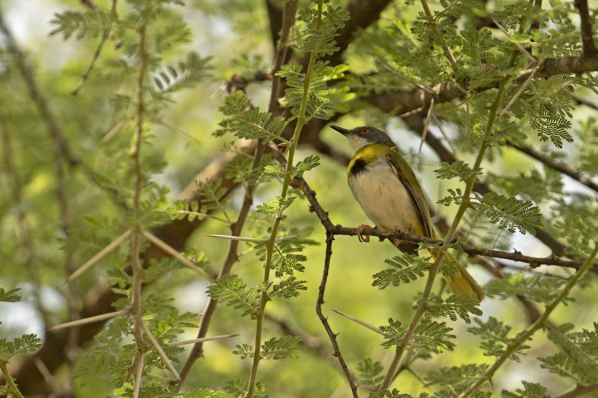 Yellow-breasted Apalis (Yellow-breasted) - ML565767711