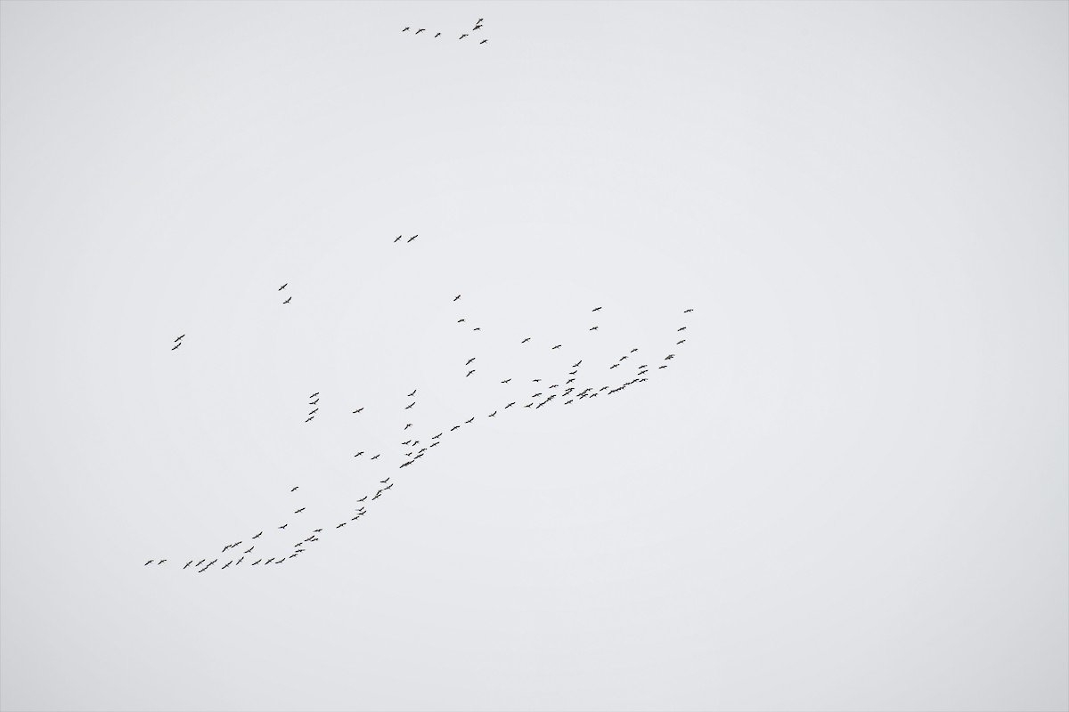 Snow Goose - ML565770191