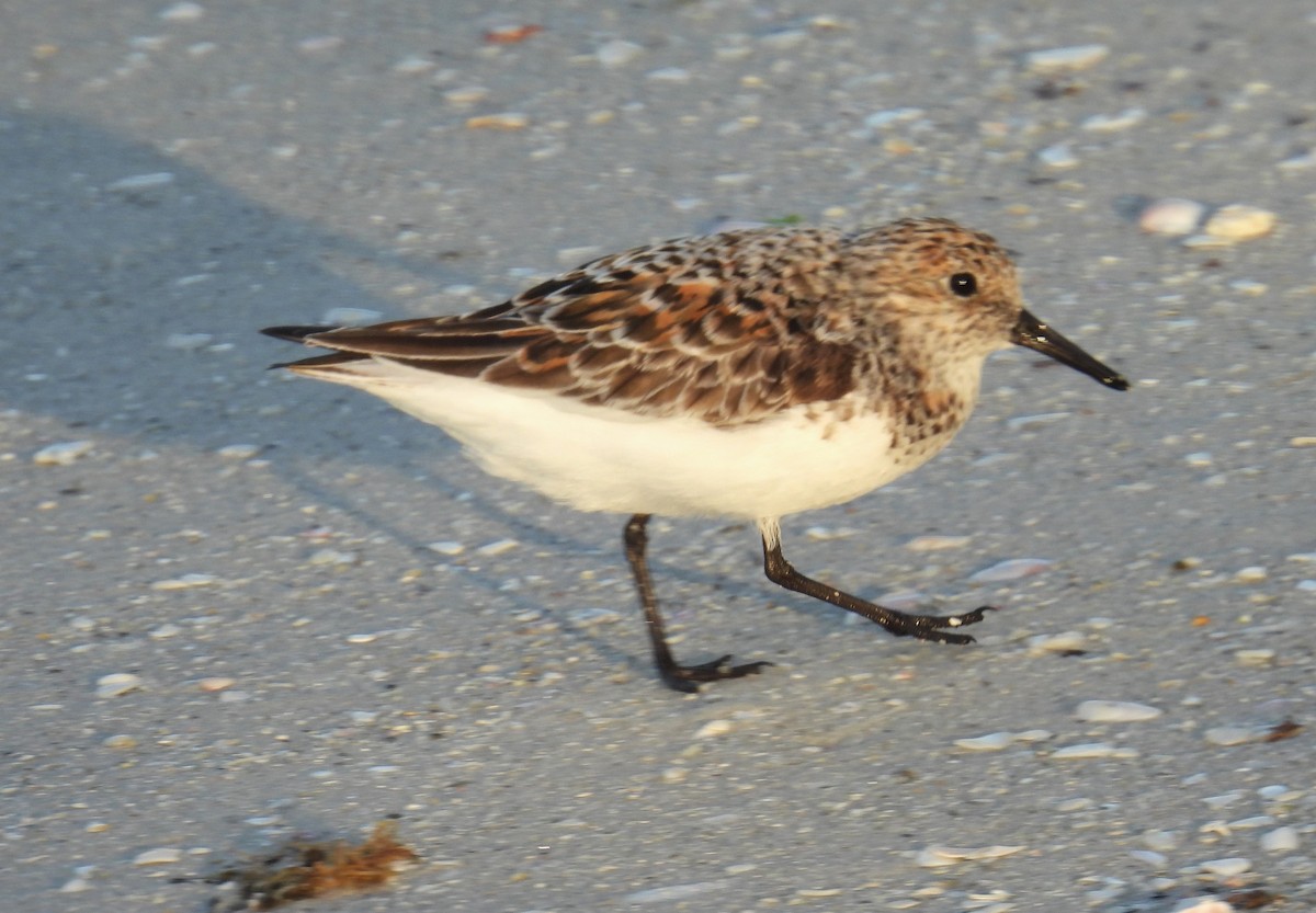 eBird Checklist 1 May 2023 Anna Maria Island 36 species