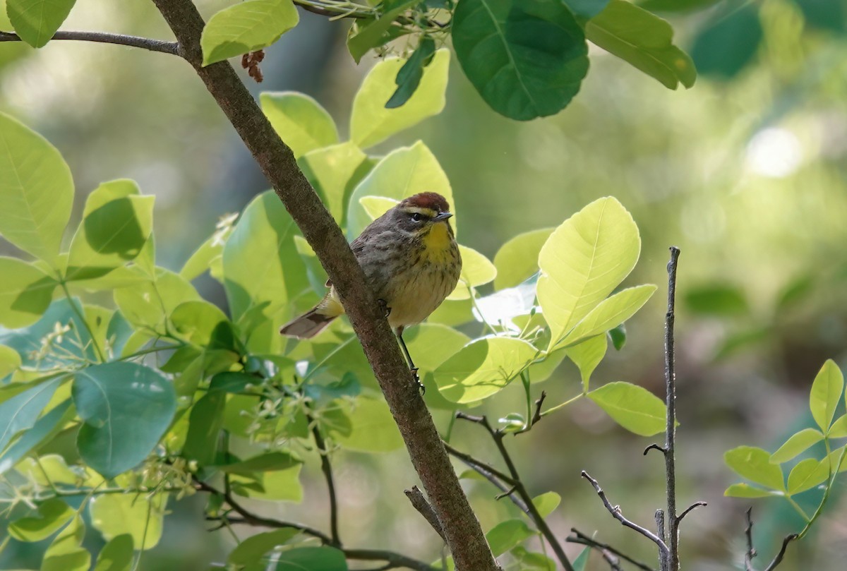 Palm Warbler (Western) - Pam Vercellone-Smith