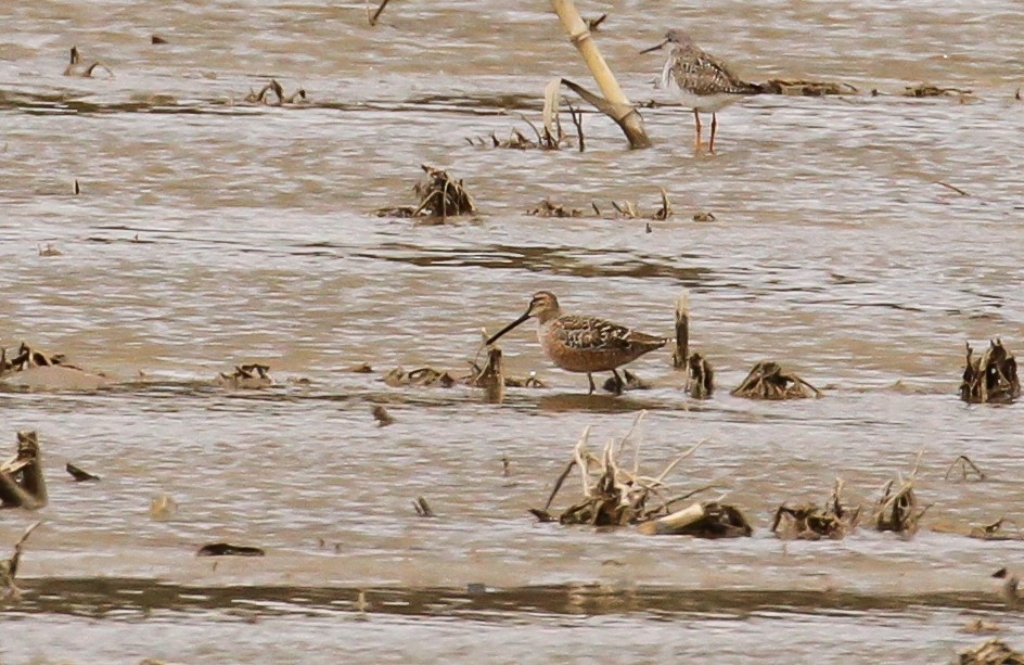 Long-billed Dowitcher - ML565779621