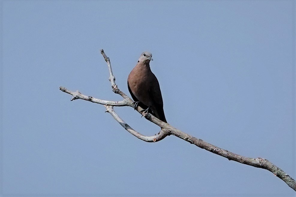 Red Collared-Dove - ML565782691
