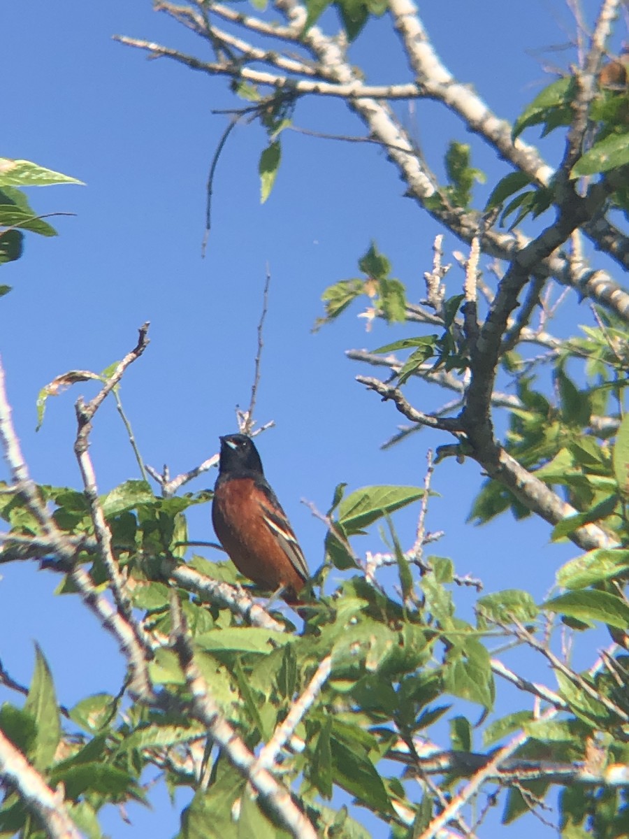 Orchard Oriole - ML565783421