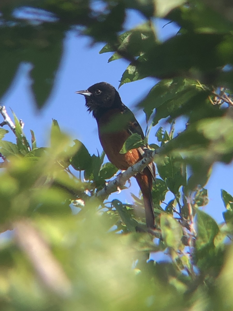 Orchard Oriole - ML565783431
