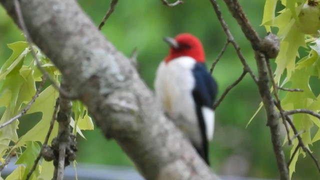 Red-headed Woodpecker - ML565783921