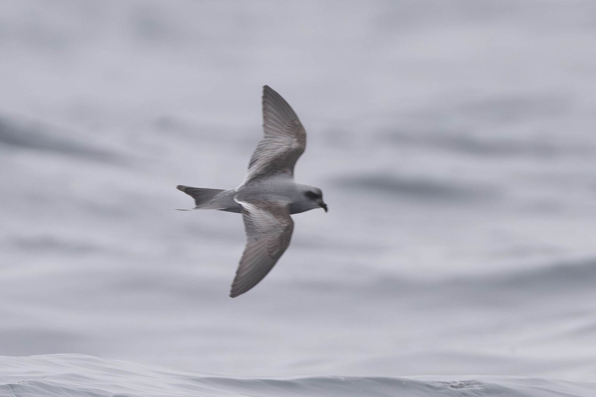 Fork-tailed Storm-Petrel - ML565785451