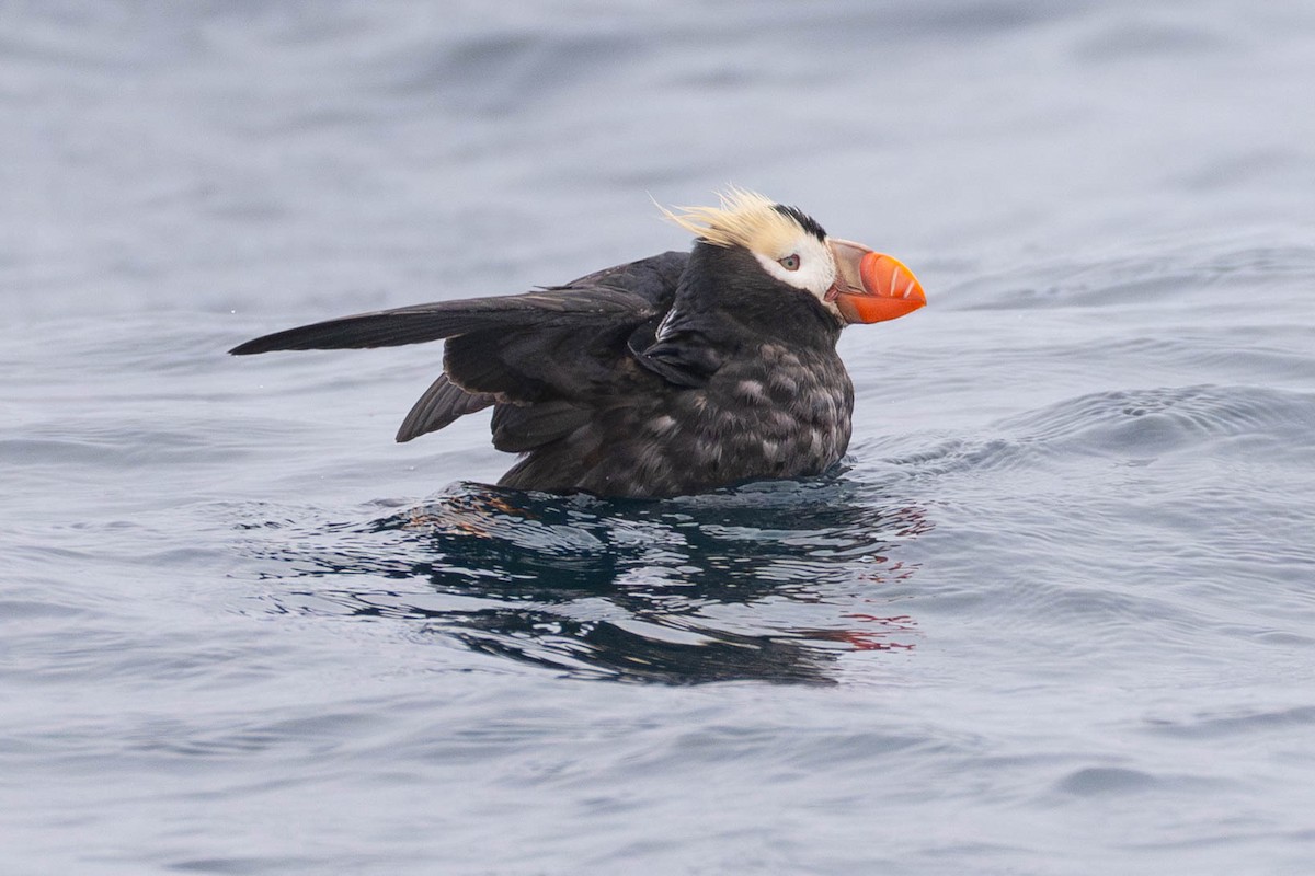 Tufted Puffin - ML565786341