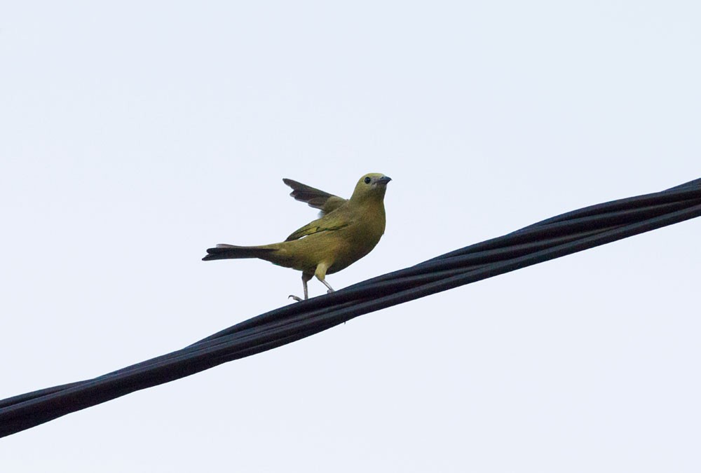 Palm Tanager - ML565790131