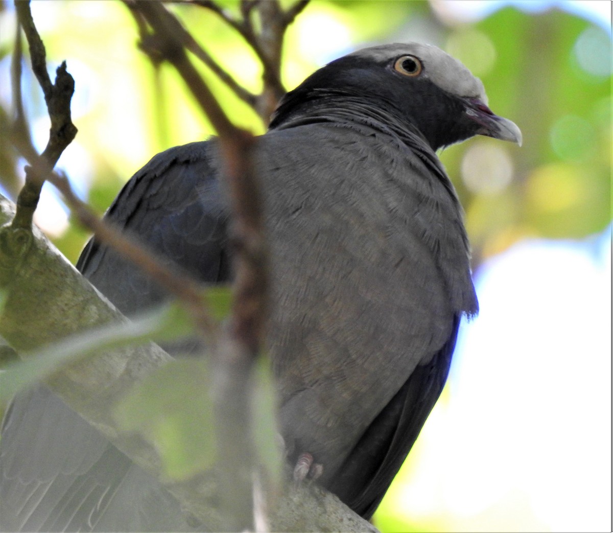 White-crowned Pigeon - ML565791261