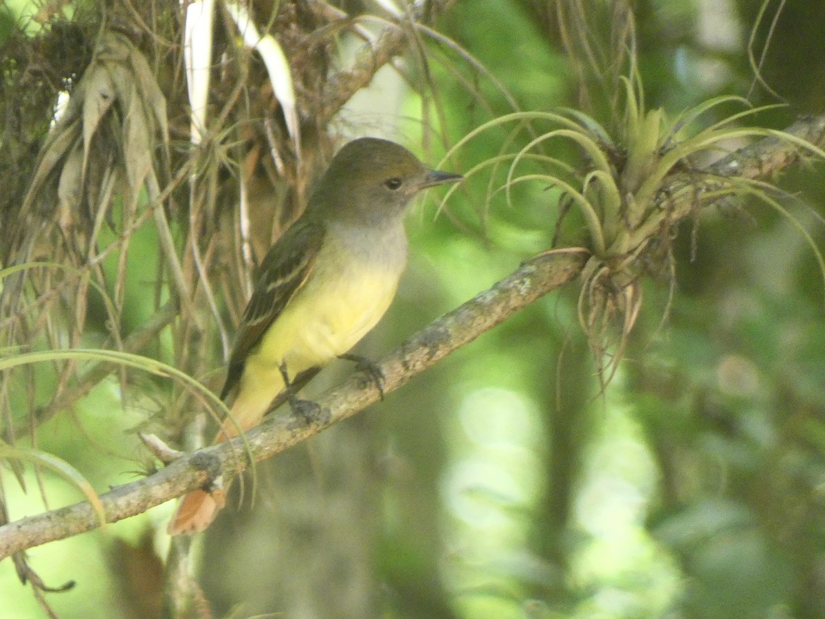 Great Crested Flycatcher - Eric Plage