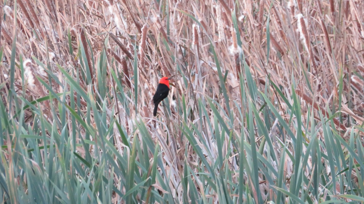 Scarlet-headed Blackbird - ML565792641