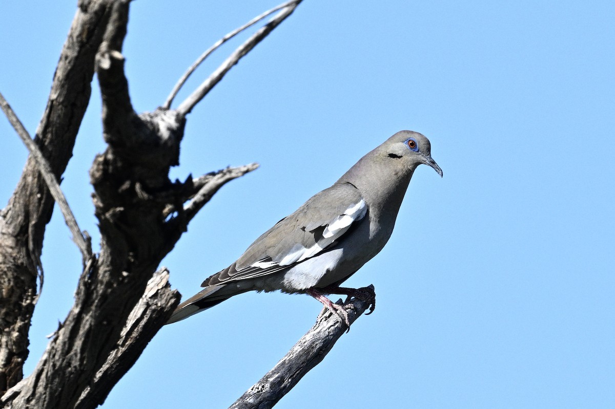 White-winged Dove - ML565793631