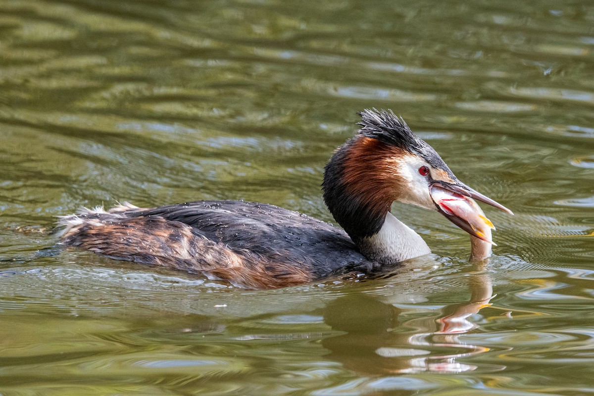Great Crested Grebe - ML565797391