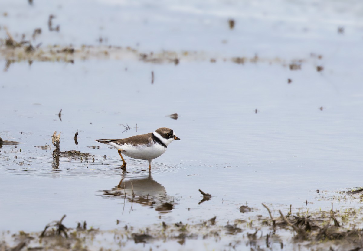 Semipalmated Plover - ML565798481