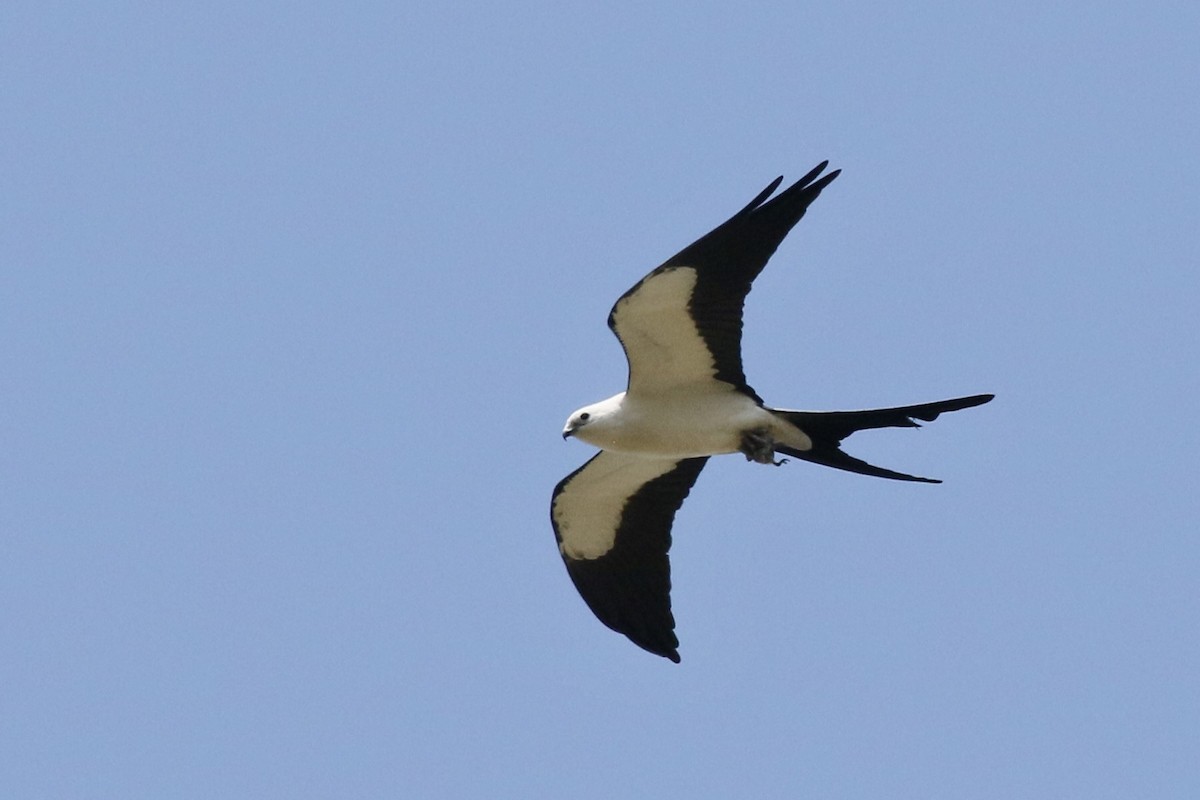 Swallow-tailed Kite - Lori Charron