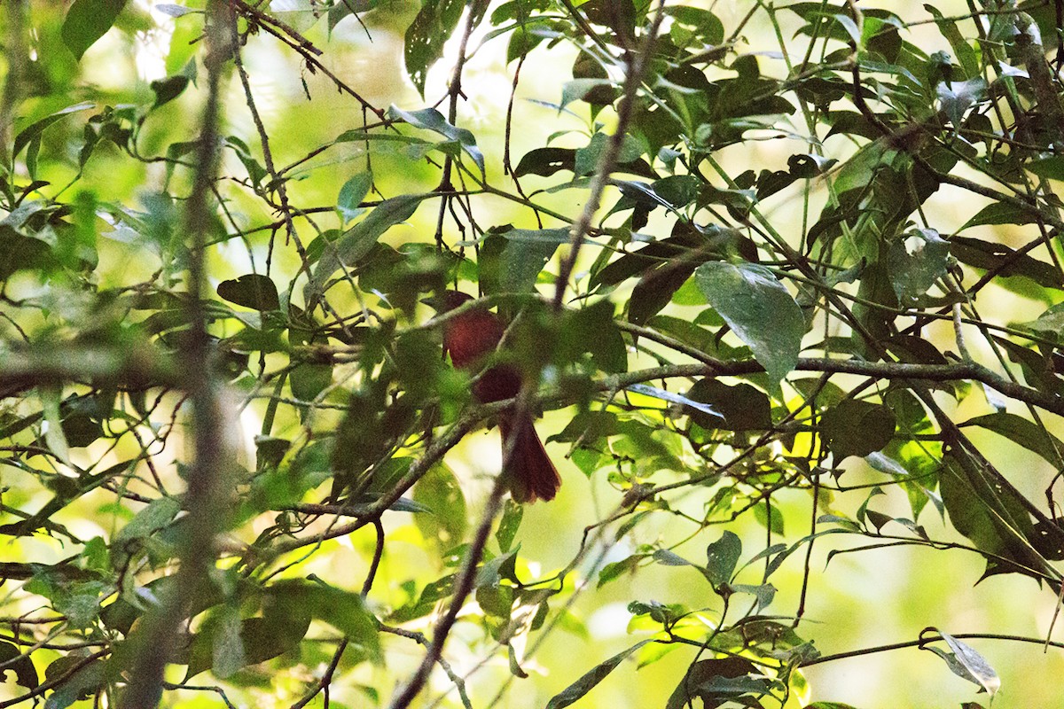 Red-crowned Ant-Tanager - ML565805721
