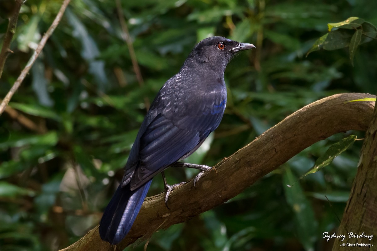 Тайваньская синяя птица - ML565815351