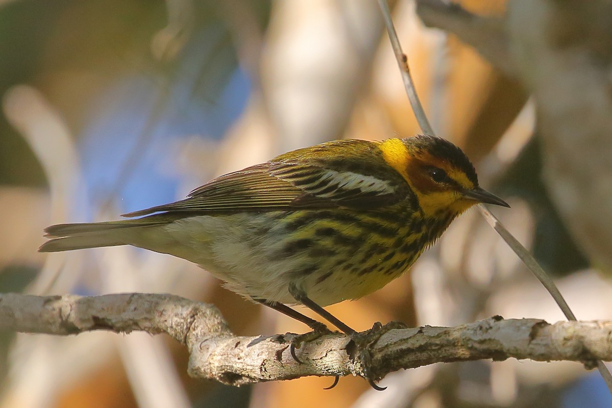 Cape May Warbler - ML565819361
